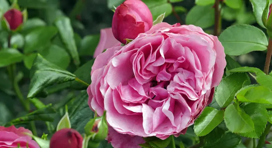 Eine üppige, rosafarbene Rose blüht neben Knospen. Ja, man kann Rosen pflanzen, wo schon Rosen waren, wenn man den Boden vorbereitet.
