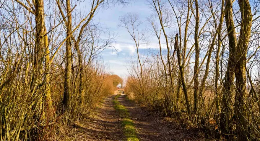 Droga przez las, gdzie drzewa tworzą naturalny tunel. W oddali widać światło, jakby zapraszając na groblę honczarowską.