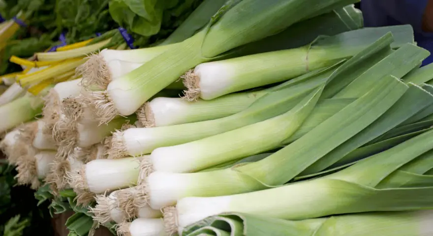 Porri freschi, pronti per essere cucinati. La loro stagione è perfetta per zuppe e minestre.