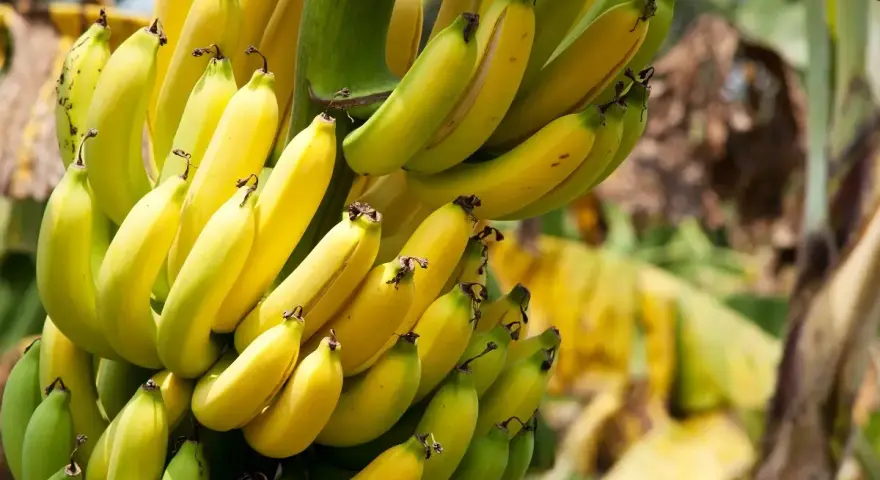 Reife Bananen: So erkennst du die perfekte Frucht und ihre Vorteile