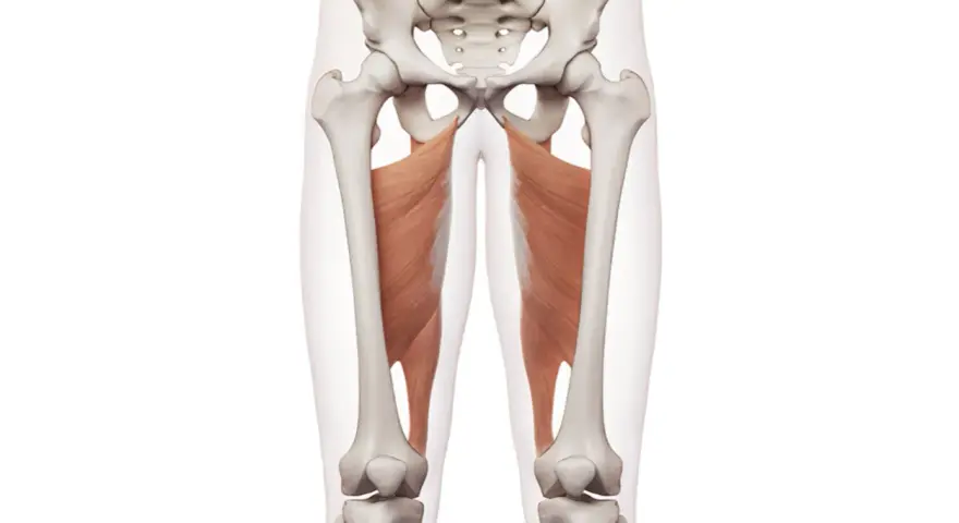 Muskler i insida lår, adductor magnus, som tränas med adductor maskin.