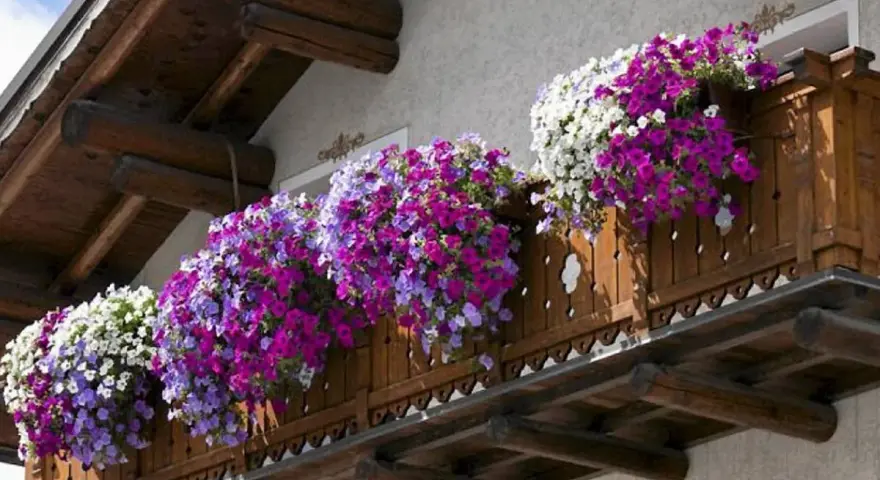Kwiaty na balkon słoneczny i wietrzny: obfite kaskady fioletowych, różowych i białych petunii zdobią drewnianą balustradę.