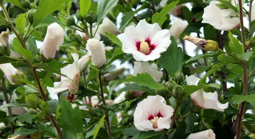 Piękne białe kwiaty hibiskusa z nasion, z czerwonymi środkami, otoczone zielonymi liśćmi i pąkami.