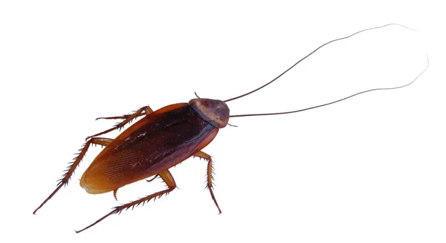 Una cucaracha de color marrón rojizo con antenas largas y patas espinosas. A pesar del frío, las cucarachas en invierno buscan refugio.