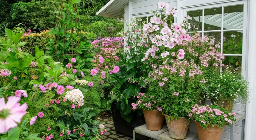 En lummig trädgård med många rosa blommor i krukor och rabatter. En stor blomstermorot i kruka dominerar vid ett vitt växthus.