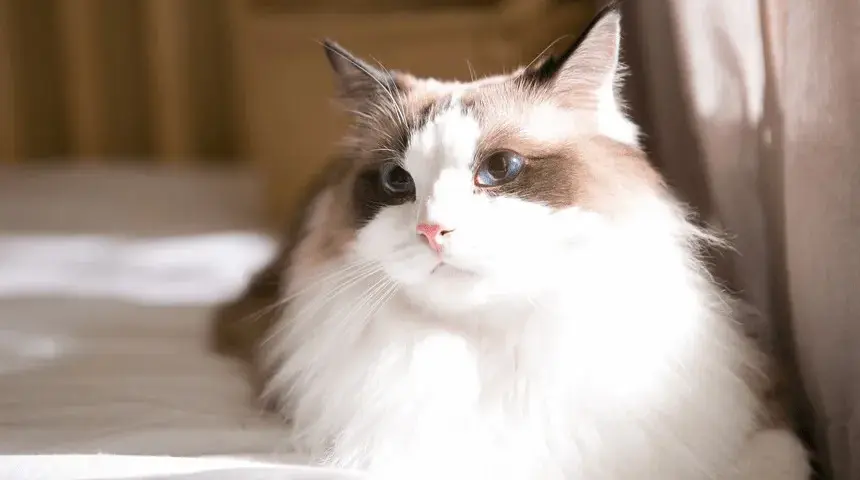 Ragdoll kotka czy kocur - odkryj różnice w ich charakterze