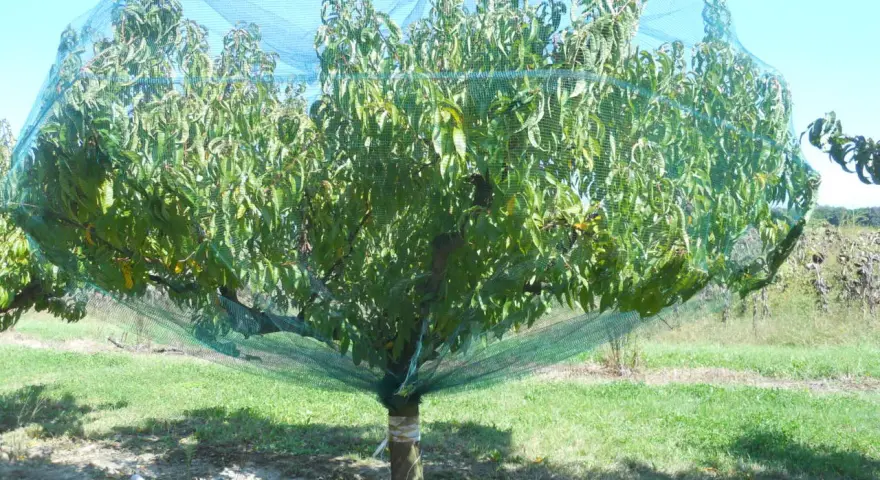 Albero di pesco protetto da una rete anti-insetti, in attesa della concimazione per frutti succosi.