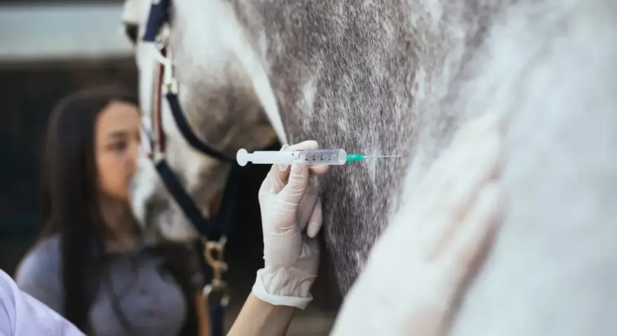 Une main gantée administre une injection à un cheval, une mesure préventive contre le tétanos. Une jeune femme observe attentivement.