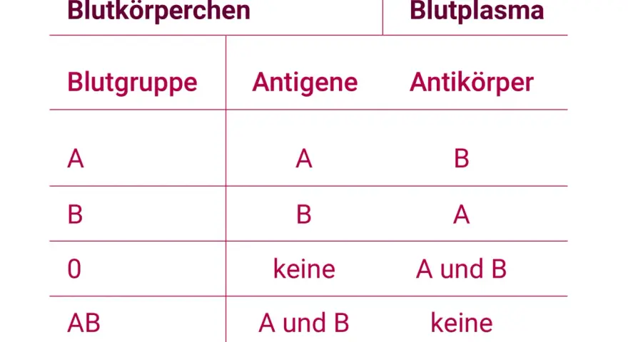 Tabelle zeigt Blutgruppen, Antigene und Antikörper im Blut. Blut ist lebenswichtig.