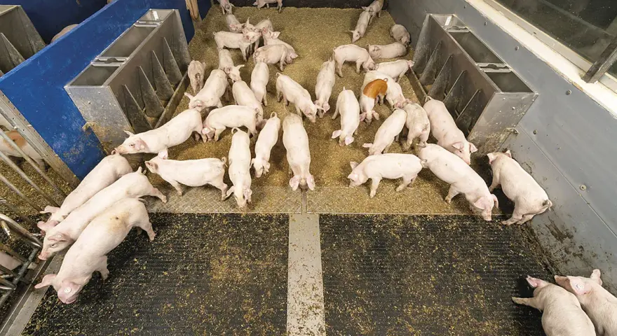Un gruppo di maialini rosa in un recinto, un'immagine che illustra l'allevamento maiali. Alcuni mangiano, altri riposano.