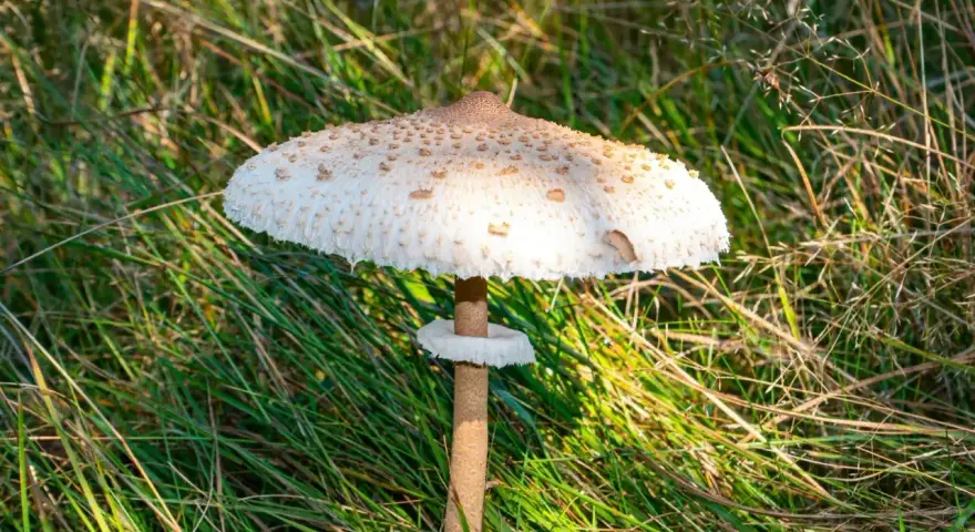Duża, okazała czubajka kania na łodydze, otoczona zieloną trawą. Idealny czas, kiedy jest sezon na kanie, by wybrać się na grzyby.