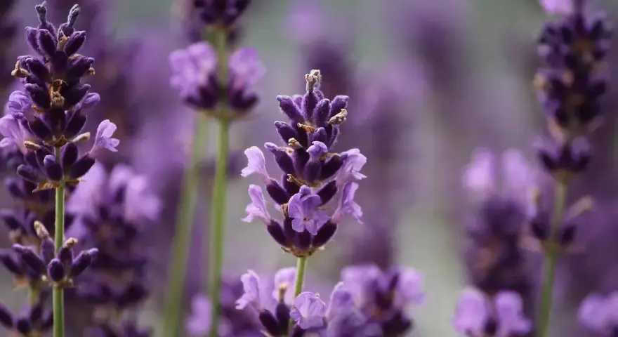 Flores de lavanda, conocidas por ser plantas que ahuyentan los mosquitos, con sus espigas púrpuras en primer plano y un fondo difuminado.