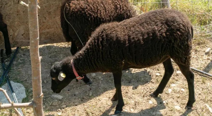 Due pecore nere, una con collare rosa, pascolano in un recinto. Chissà quanto vivono le pecore in queste condizioni.