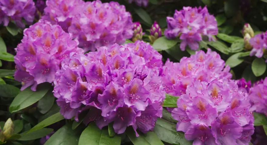 Kwitnące rododendrony w odcieniach fioletu i różu, z zielonymi liśćmi. Idealne do sadzenia w ziemi do rododendronów.