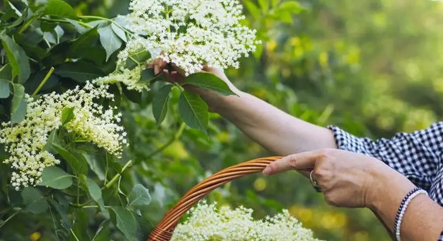 Zbieranie kwiatów czarnego bzu do koszyka, by dowiedzieć się, jak parzyć ten aromatyczny napar.