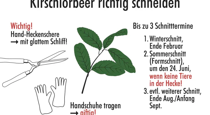 Anleitung zum Kirschlorbeer schneiden: Werkzeuge (Heckenschere, Handschuhe) und Schnitttermine (Winter, Sommer, Spätsommer) werden gezeigt.
