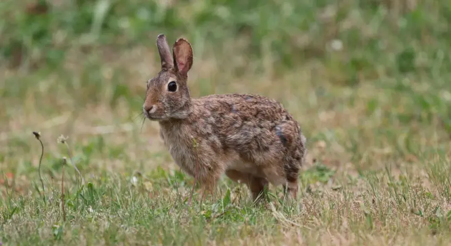 Un pequeño conejo de pelaje marrón y moteado se detiene en la hierba, atento a su entorno.