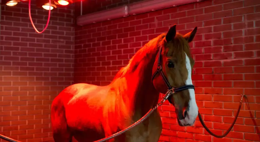 Cheval brun dans un solarium chevaux fait maison, baigné de lumière rouge.