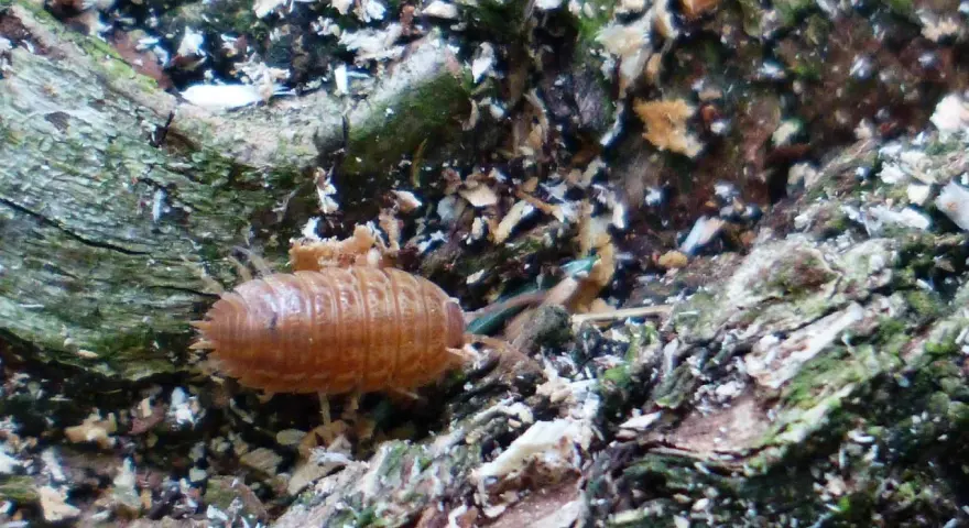 Un cochinilla anaranjada, que parece un pequeño armadillo, se arrastra sobre la corteza de un árbol. Los **ácaros pared** son pequeños y difíciles de ver, pero este cochinilla es un habitante común de la madera.