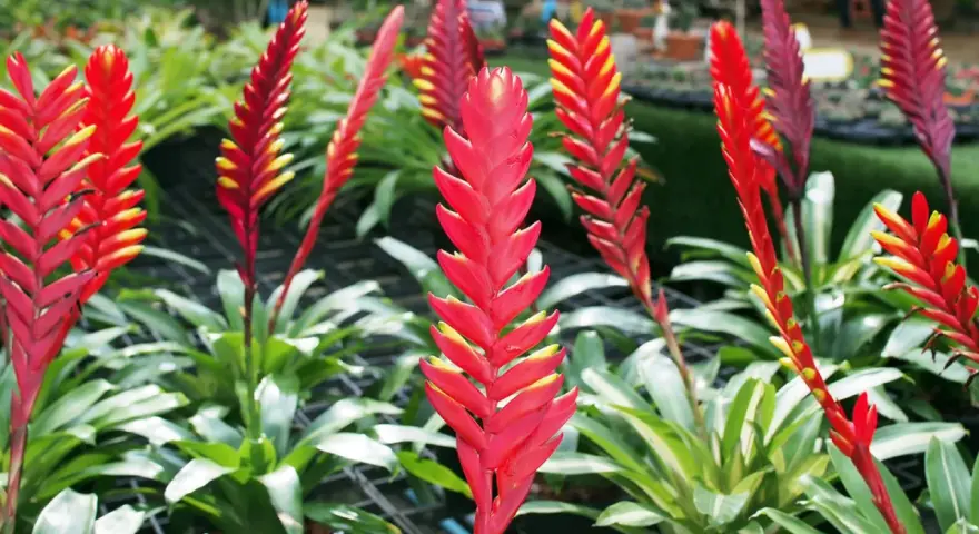 Vriesea rojas y amarillas, vibrantes y llenas de vida, evocan un vriesea significado espiritual de pasión y renovación.