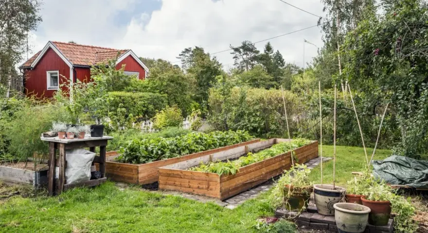 En röd stuga med vita knutar omgiven av grönska. Odling i upphöjda bäddar ger fin **kolonilott inspiration**.