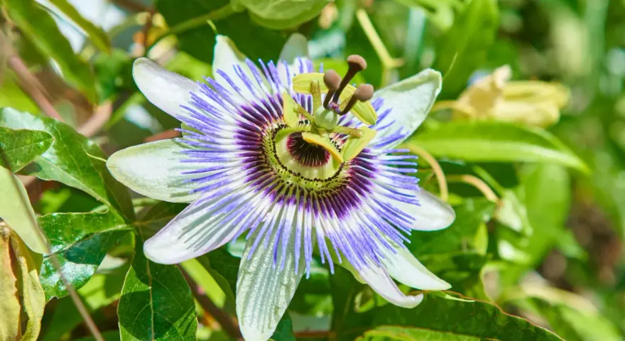 Passiflora: fiore esotico dalle mille proprietà. La sua bellezza complessa suggerisce i benefici per il benessere.