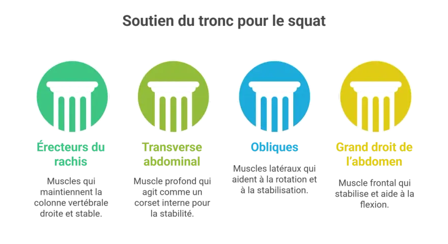 Illustration des muscles sollicités lors d'un squat : érecteurs du rachis, transverse abdominal, obliques et grand droit de l'abdomen.