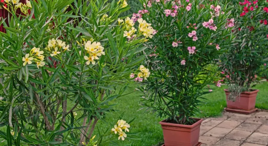 Żółty oleander w donicy kwitnie obficie obok różowych i czerwonych krzewów.