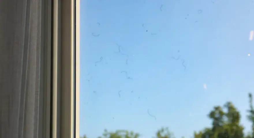 Sulla finestra, macchie scure e filiformi sembrano danzare nel cielo azzurro, ricordando i corpi vitrei negli occhi.