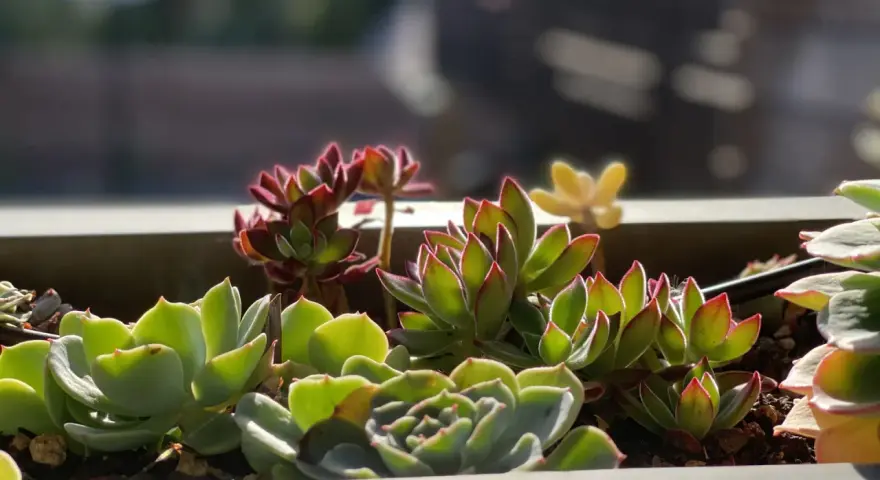 A close-up of various succulents in a planter, showing their vibrant green and red-tipped leaves. These plants are easy to care for, thriving in bright light and well-draining soil.