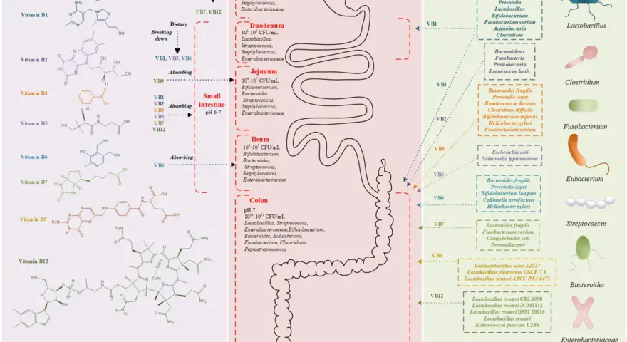 Vitamine B: origine, assorbimento e microbiota. Informazioni utili per evitare vitamina B controindicazioni.