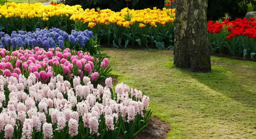 Kolorowe rabaty z hiacyntami i tulipanami. Kiedy sadzić hiacynty? Jesienią, by wiosną cieszyć się ich pięknem.