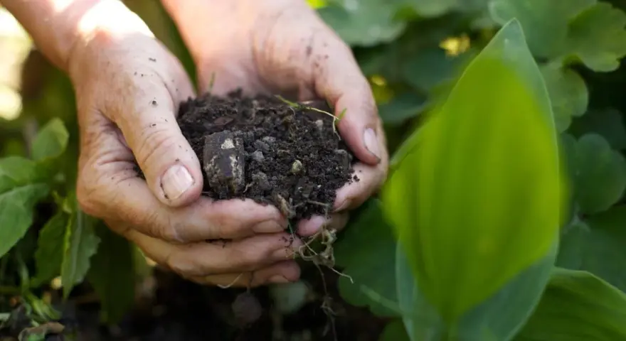Mani che tengono un pugno di terra fertile, mostrando la ricchezza dei diversi tipi di suolo per la crescita delle piante.