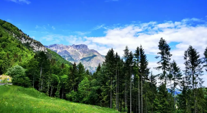Prato fiorito e bosco di conifere ai piedi di montagne rocciose, sotto un cielo azzurro con nuvole bianche. Un passo sommo da ammirare.