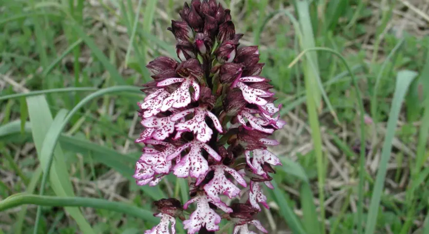 Un'orchidea purpurea, con petali bianchi maculati di viola, si erge su uno stelo scuro tra l'erba verde.