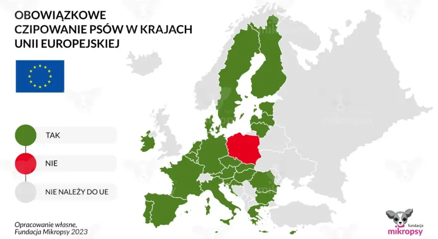 Czipowanie psa: Po co, jak działa i co z nowym prawem od 2026?