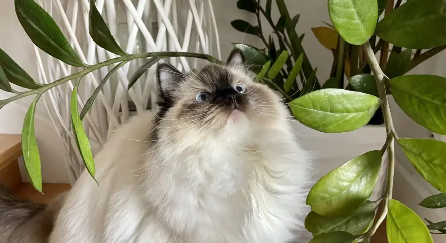 Puszysty ragdoll z niebieskimi oczami, ciekawie spogląda na liście rośliny. Ile żyje taki kot?