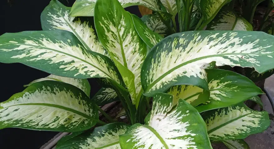 Plantas de interior que no necesitan luz, con hojas grandes y verdes con manchas blancas.