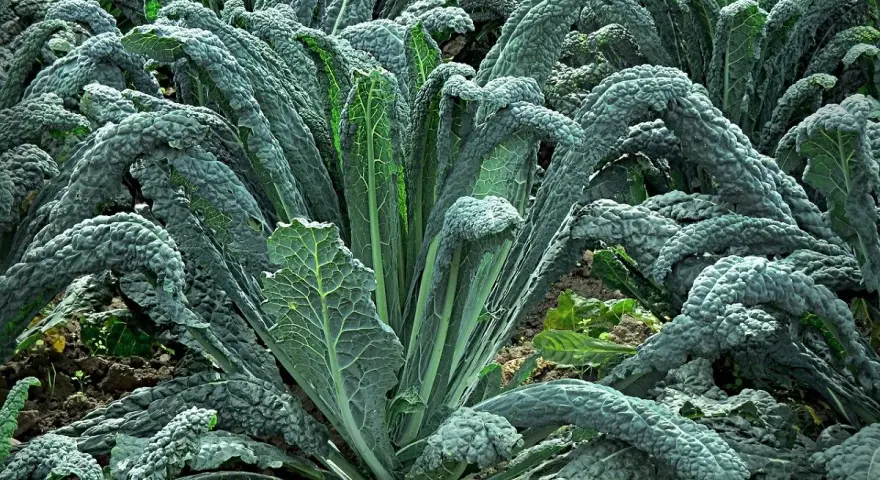 Un campo rigoglioso di cavolo nero, con le sue foglie scure e rugose che si ergono verso il cielo, pronte per essere raccolte.