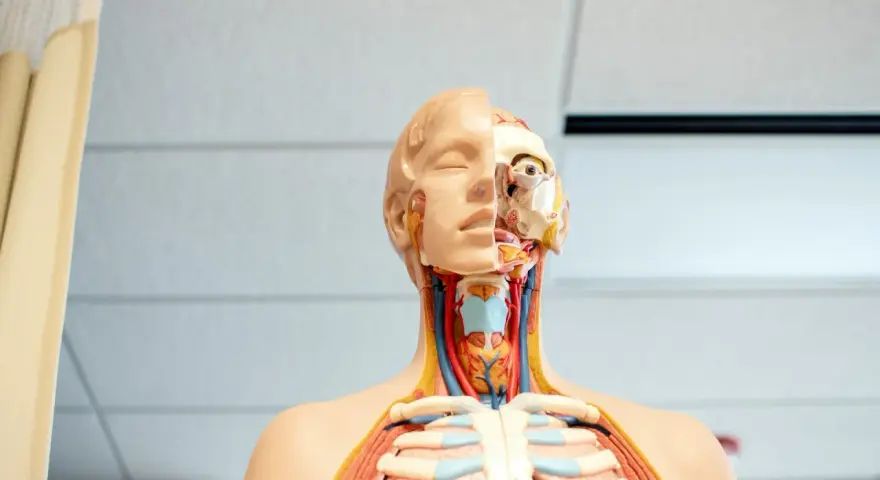 Model anatomiczny pokazuje szczegóły głowy i klatki piersiowej, w tym gardło z widocznymi naczyniami i tchawicą.