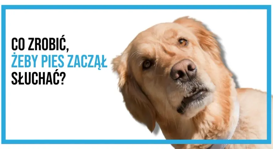 Złoty retriever z tekstem "Co zrobić, żeby pies zaczął słuchać?".