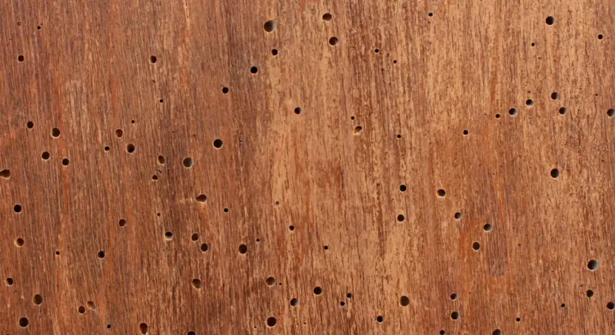 Superficie de madera con múltiples agujeros, evidencia de un animal que come madera.