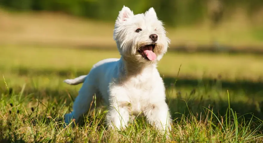 Wesoły terrier biały z językiem na wierzchu, cieszący się słońcem na zielonej łące.