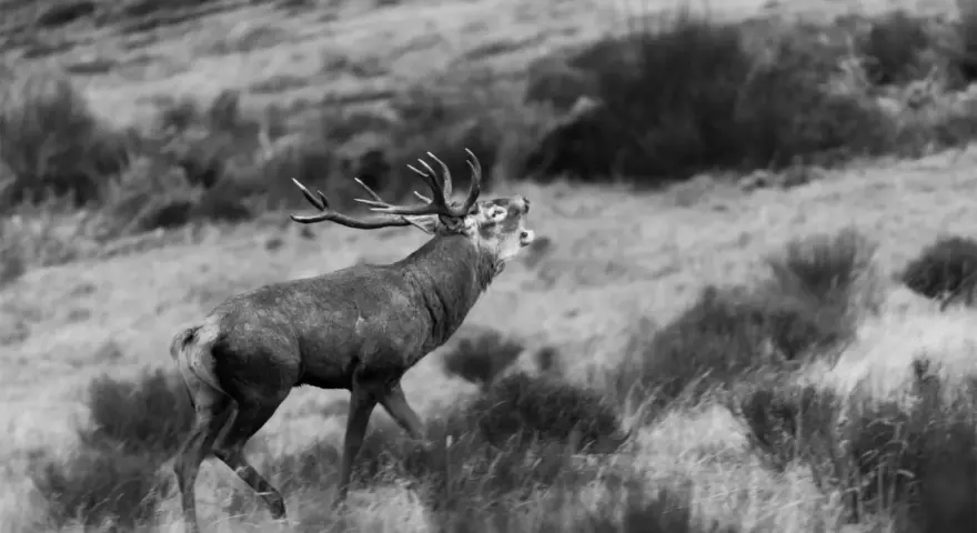 Un cerf majestueux en France, la tête levée et la gueule ouverte, brait dans un paysage de landes.