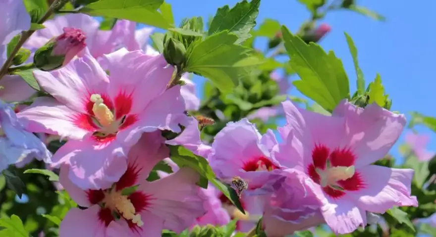 Kiedy sadzić hibiskusa ogrodowego, aby uniknąć niepowodzeń w uprawie?