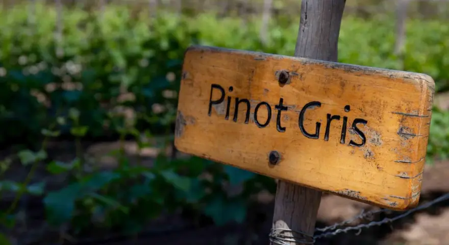 Drewniana tabliczka z napisem "Pinot Gris" na tle winnicy. Prawidłowa pinot grigio wymowa jest kluczem do docenienia tego wina.