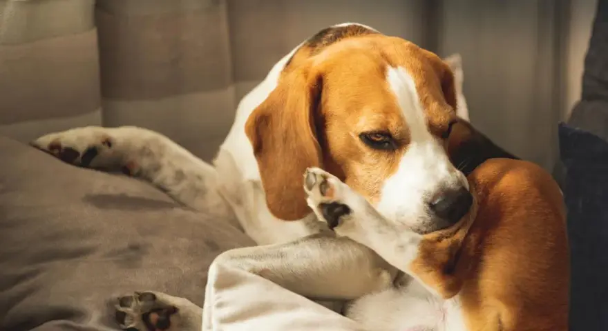 Un beagle se rasca la cara con la pata, quizás por culpa de unas chinches.