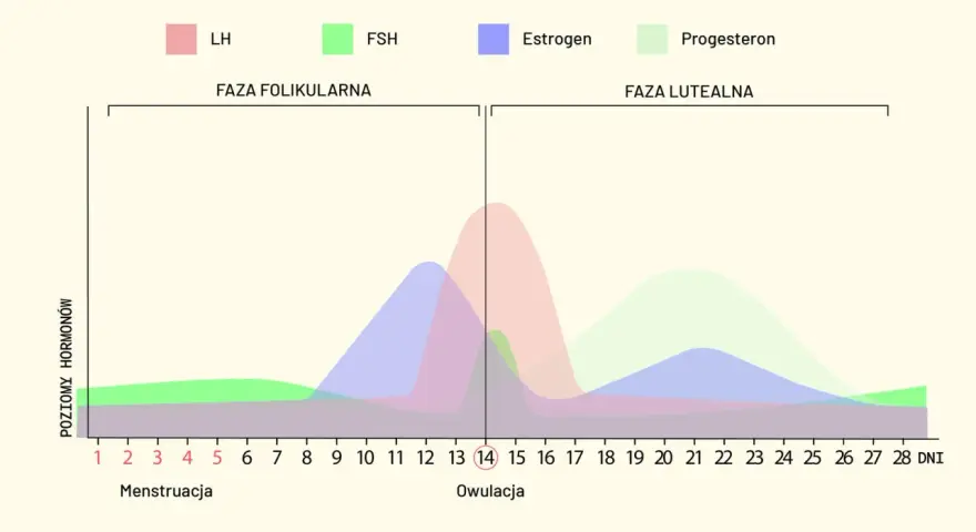 Wykres cyklu menstruacyjnego: poziomy LH, FSH, estrogenu i progesteronu. Owulacja następuje około 14. dnia, gdy komórka jajowa jest gotowa do zapłodnienia.