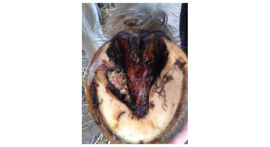 Sabot de cheval affecté par un crapaud, montrant une nécrose et une inflammation.