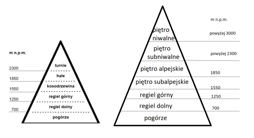 Schemat przedstawia piętra roślinności w Tatrach, od pogórza po piętro niwalne, z podziałem na strefy wysokościowe.